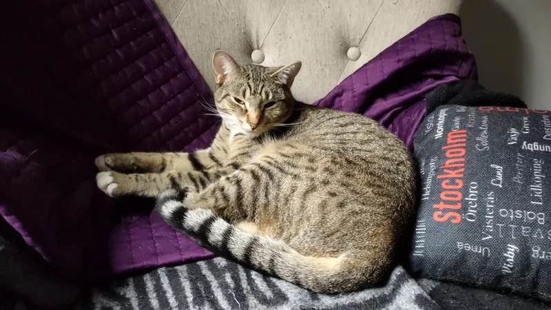 Comet And Orbit thumbnail 2