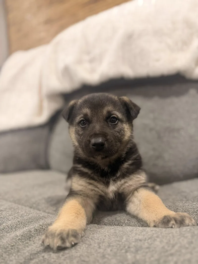 Champagne thumbnail 4