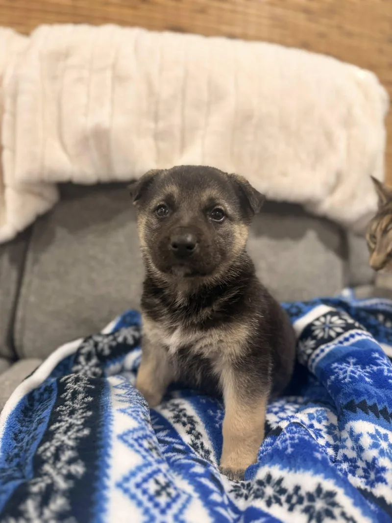 Champagne thumbnail 6