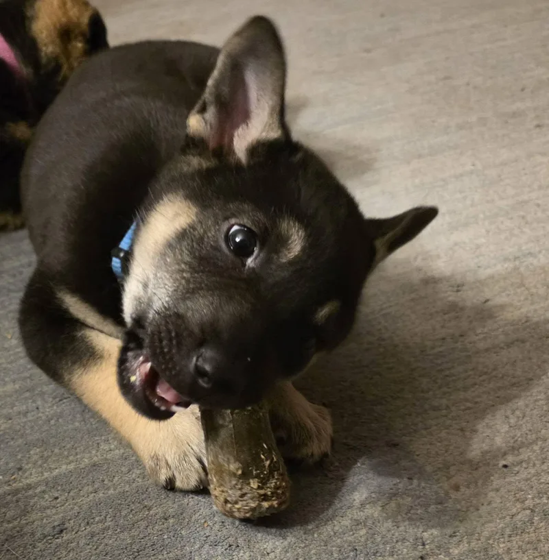 Midnight thumbnail 5