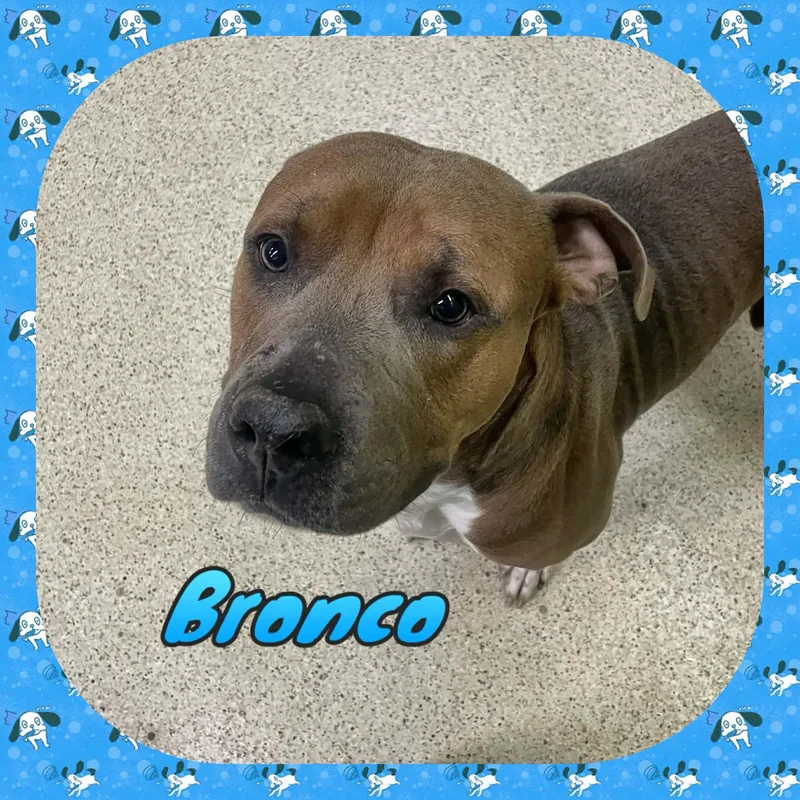 Bronco thumbnail 5