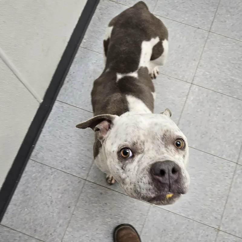 Zucchini thumbnail 2