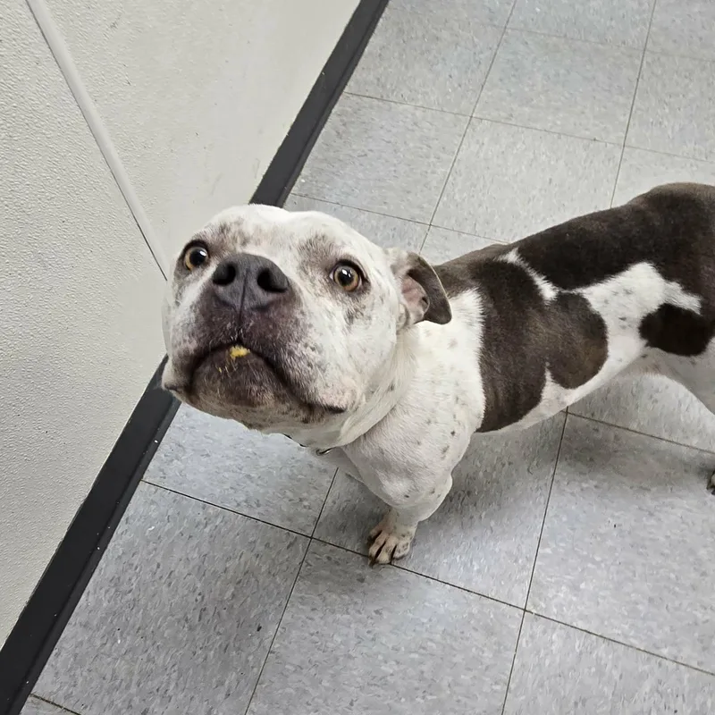 Zucchini thumbnail 3