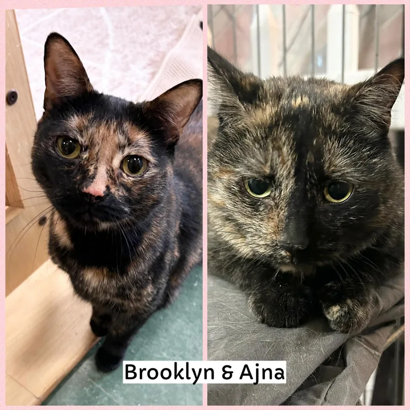 Brooklyn & Ajna