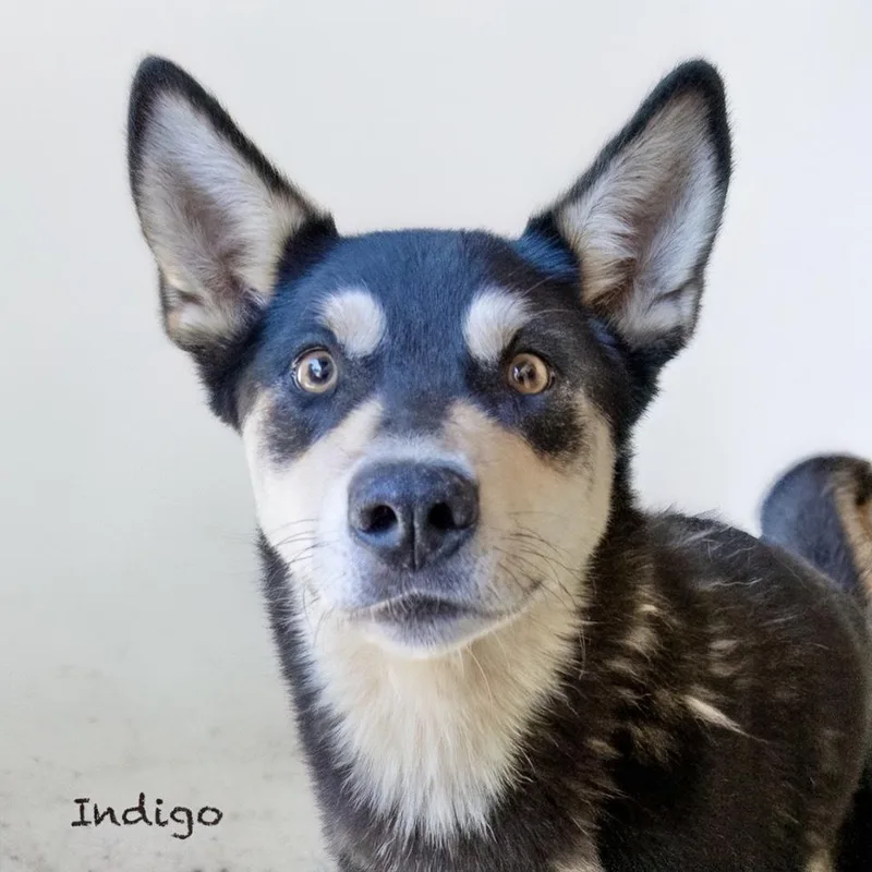 Indigo