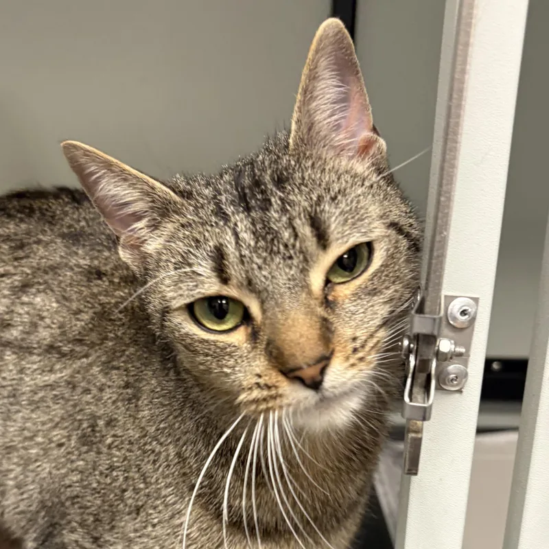 Charlotte thumbnail 3