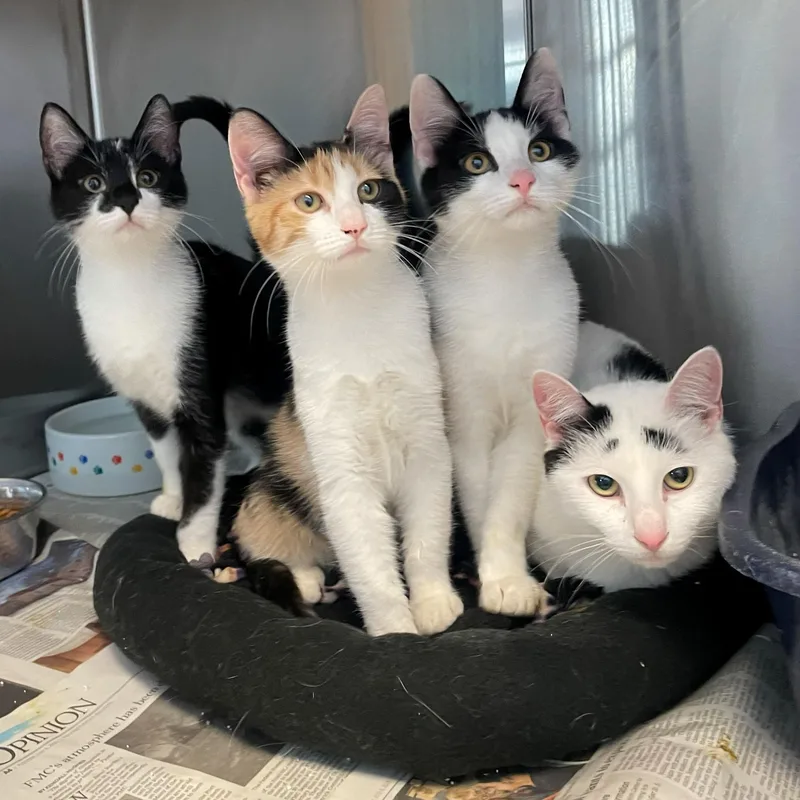 Valentina thumbnail 2