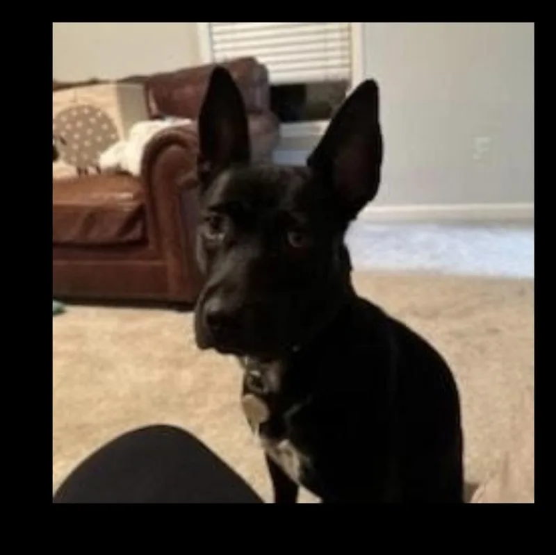 Brittany thumbnail 3