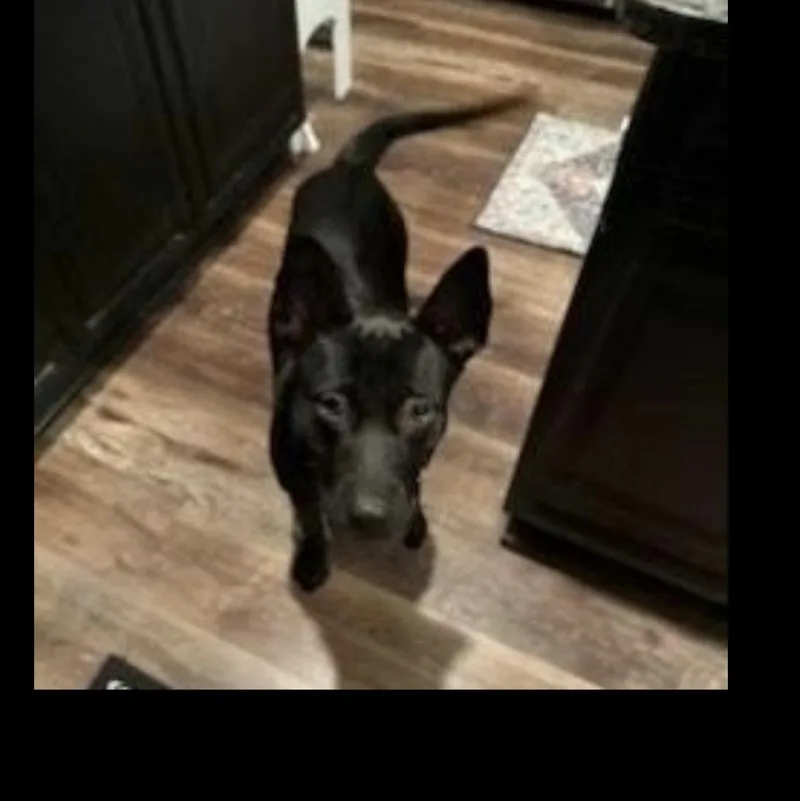 Brittany thumbnail 4