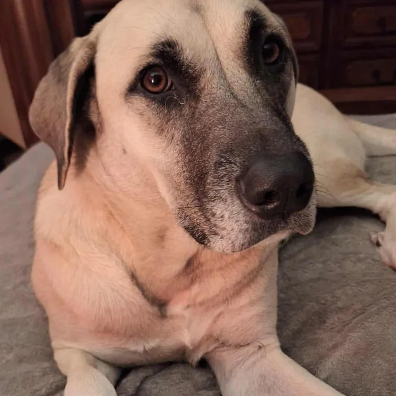 Sadie Mae thumbnail 2