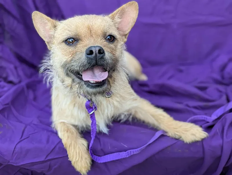 An adult small-sized female Apricot / Beige French Bulldog dog named Bahama Mama for adoption in Kingsburg, CA