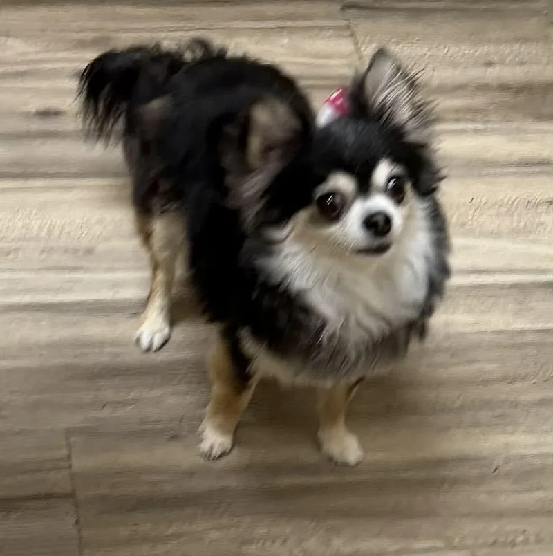 Bella thumbnail 6