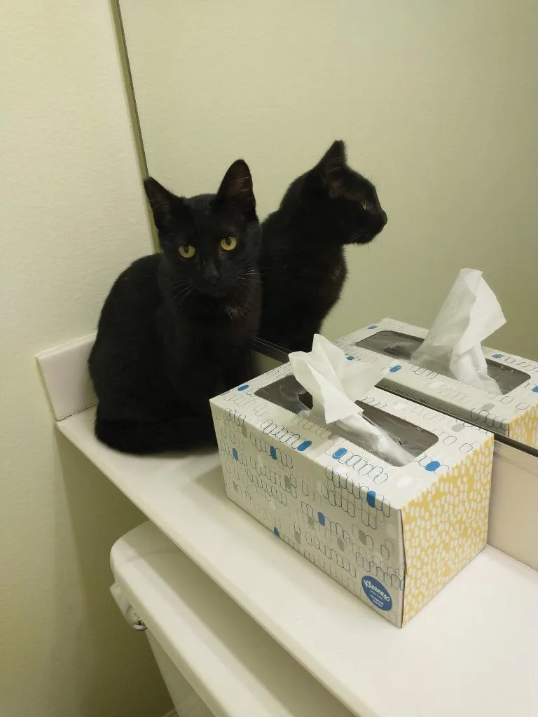 Midnight thumbnail 3