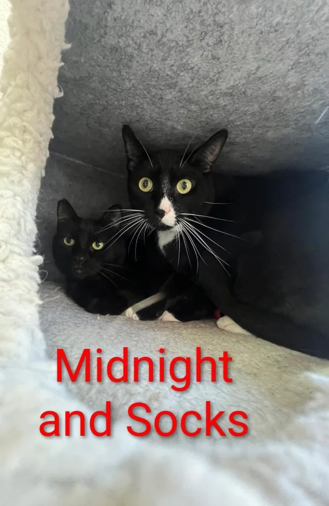 Midnight thumbnail 4