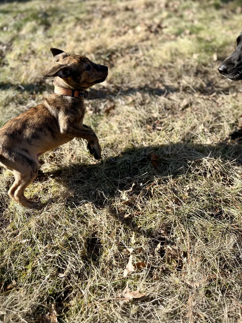 Blue  Male B thumbnail 2