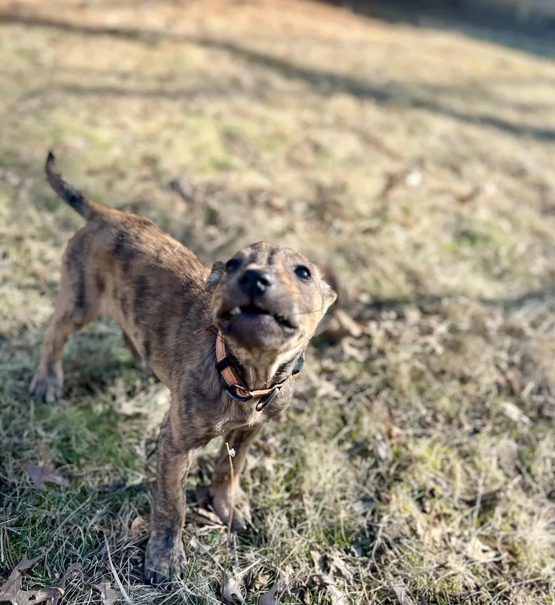 Blue  Male B thumbnail 3