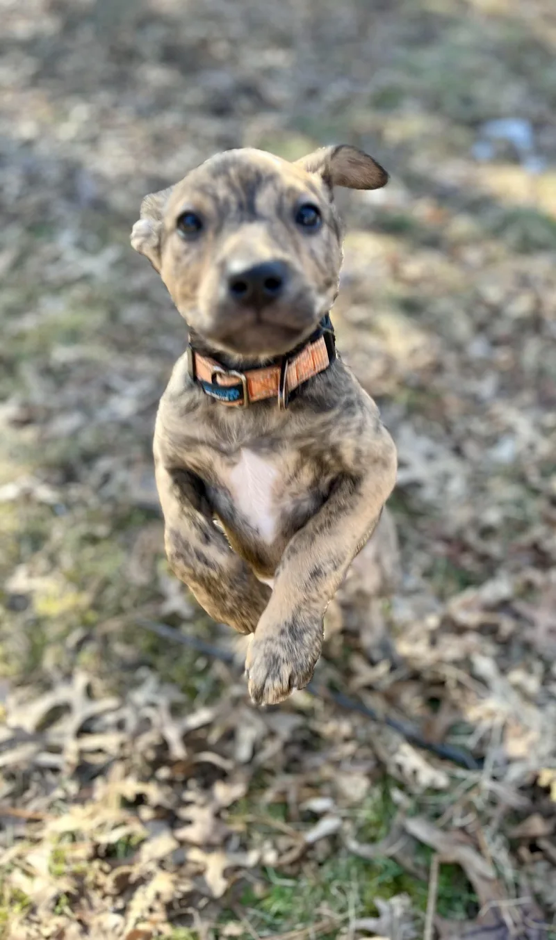 Blue  Male B thumbnail 4