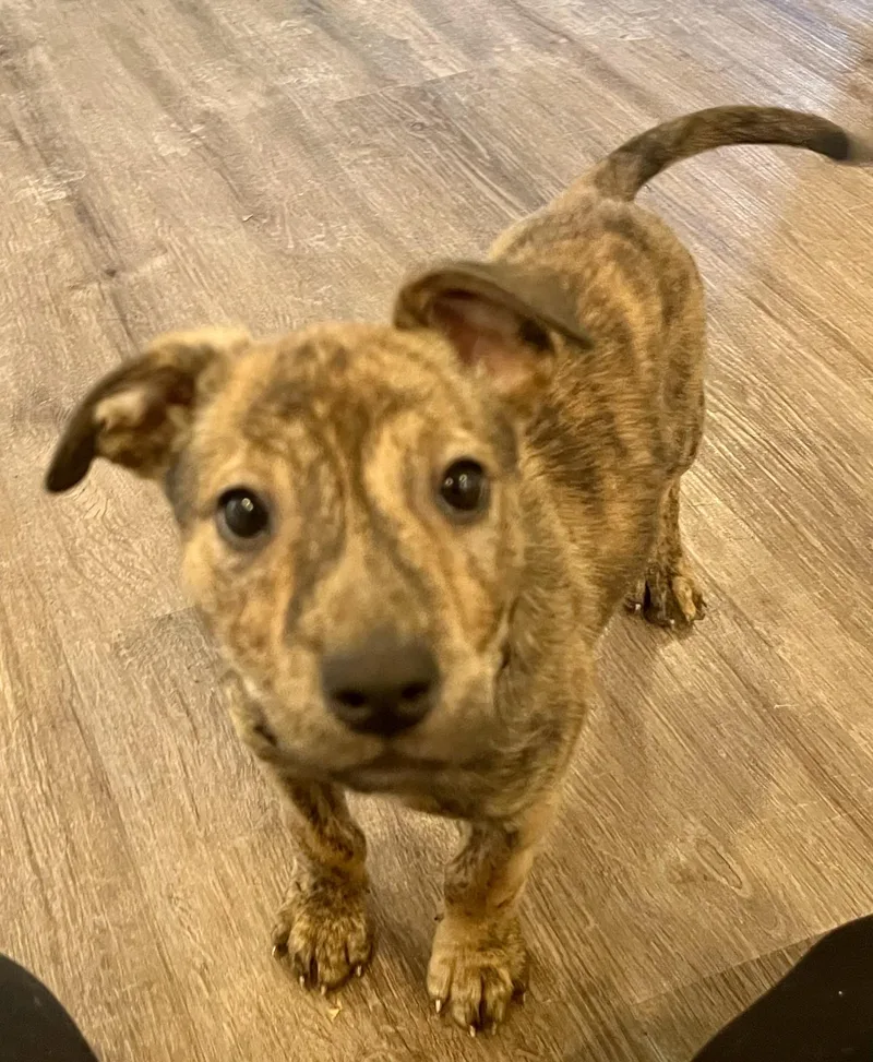 Blue  Male B thumbnail 5