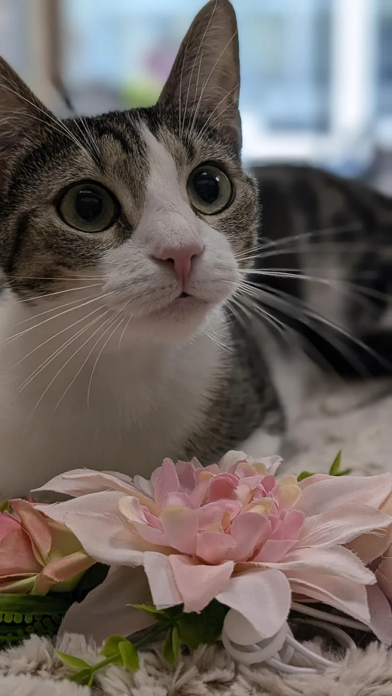 Lily thumbnail 3