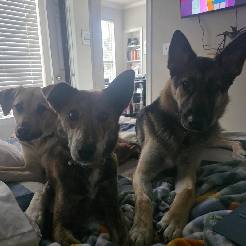 Cinnamon thumbnail 2