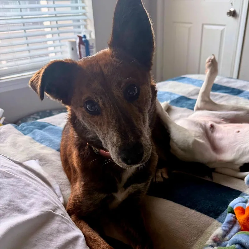 Cinnamon thumbnail 4