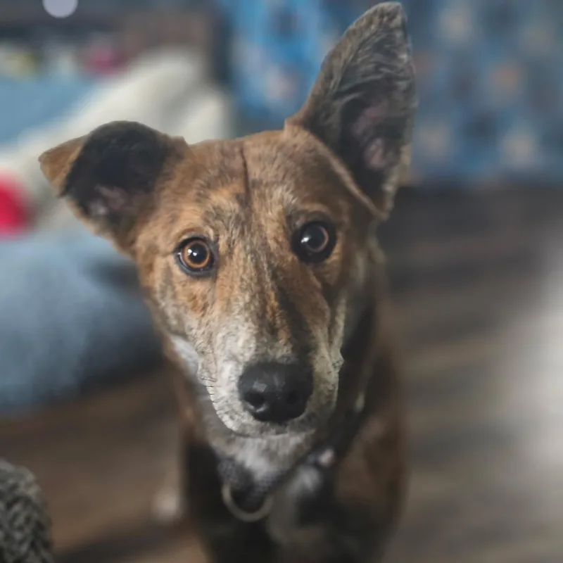 Cinnamon thumbnail 5