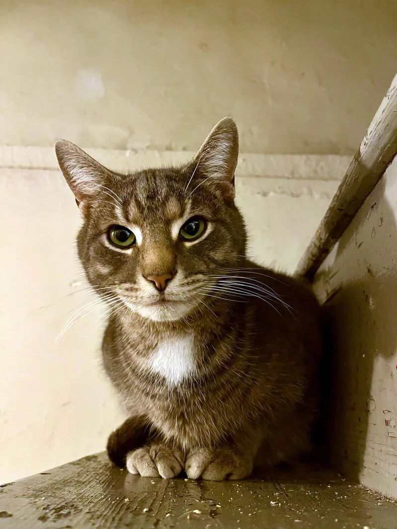 Rufio Spruce thumbnail 2