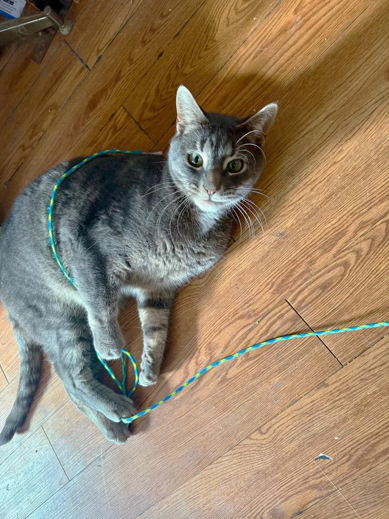 Rufio Spruce thumbnail 3