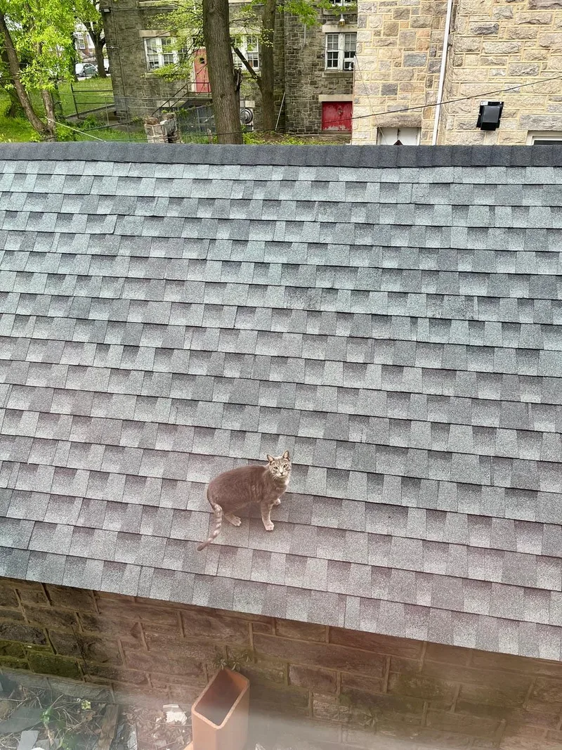 Rufio Spruce thumbnail 4