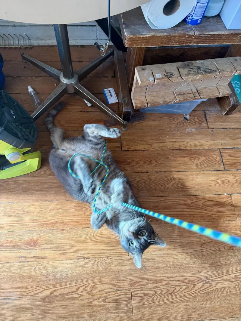 Rufio Spruce thumbnail 5