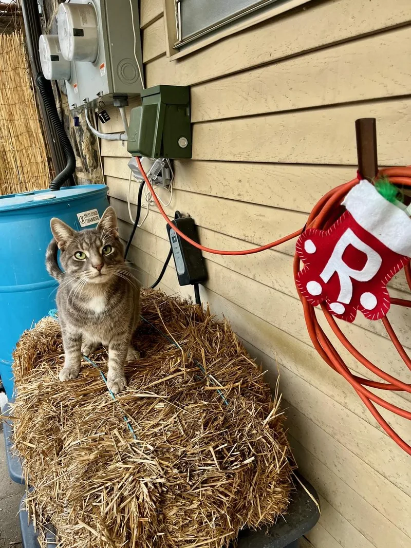 Rufio Spruce thumbnail 6