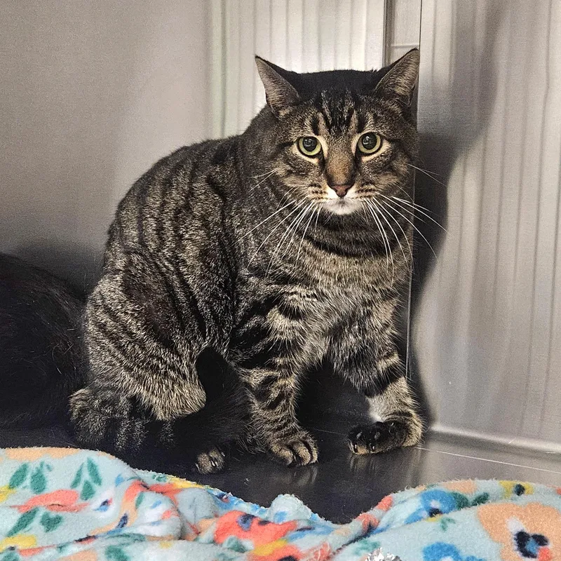 Dilly Chester thumbnail 2