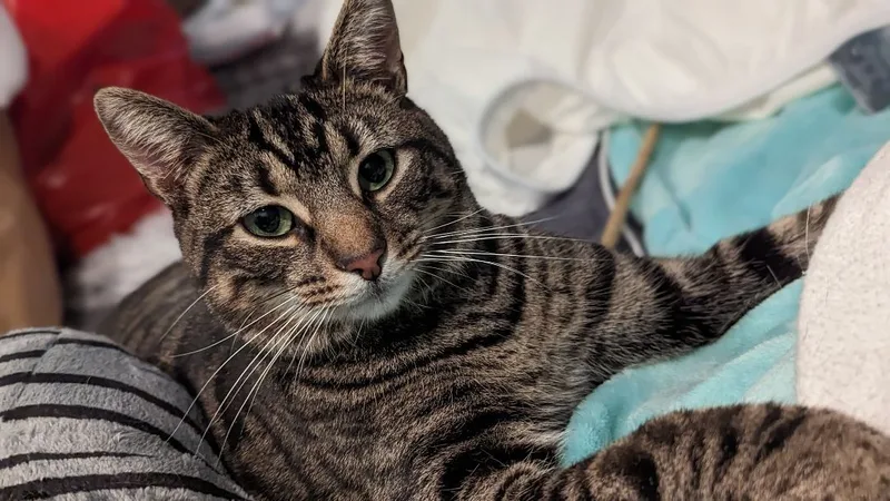 Dilly Chester thumbnail 3