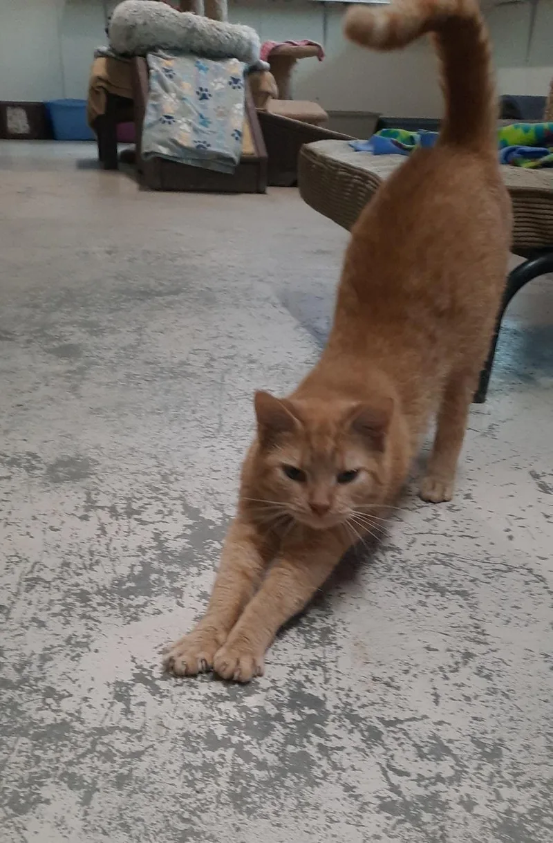 Dreamsicle thumbnail 2