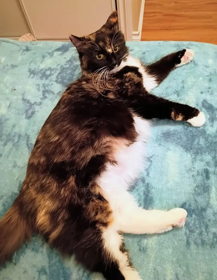 Sugartoes thumbnail 2