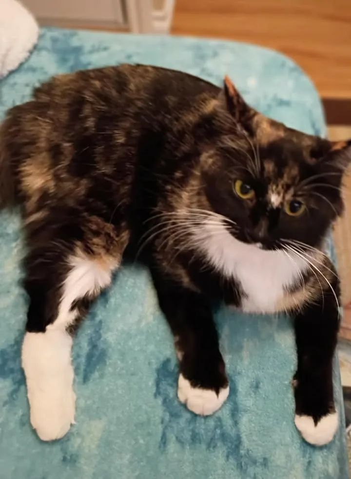 Sugartoes thumbnail 3