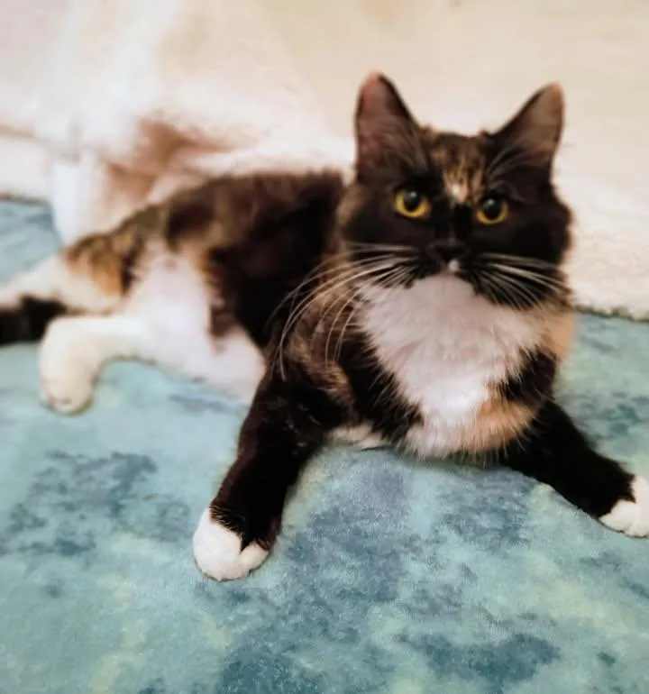 Sugartoes thumbnail 4