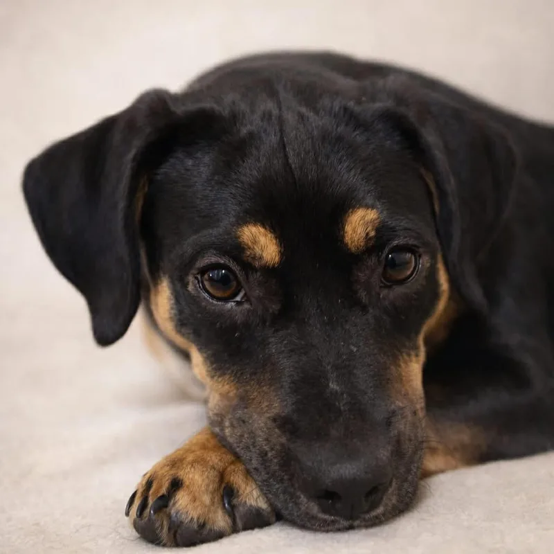 Gretchen  Pups For thumbnail 3