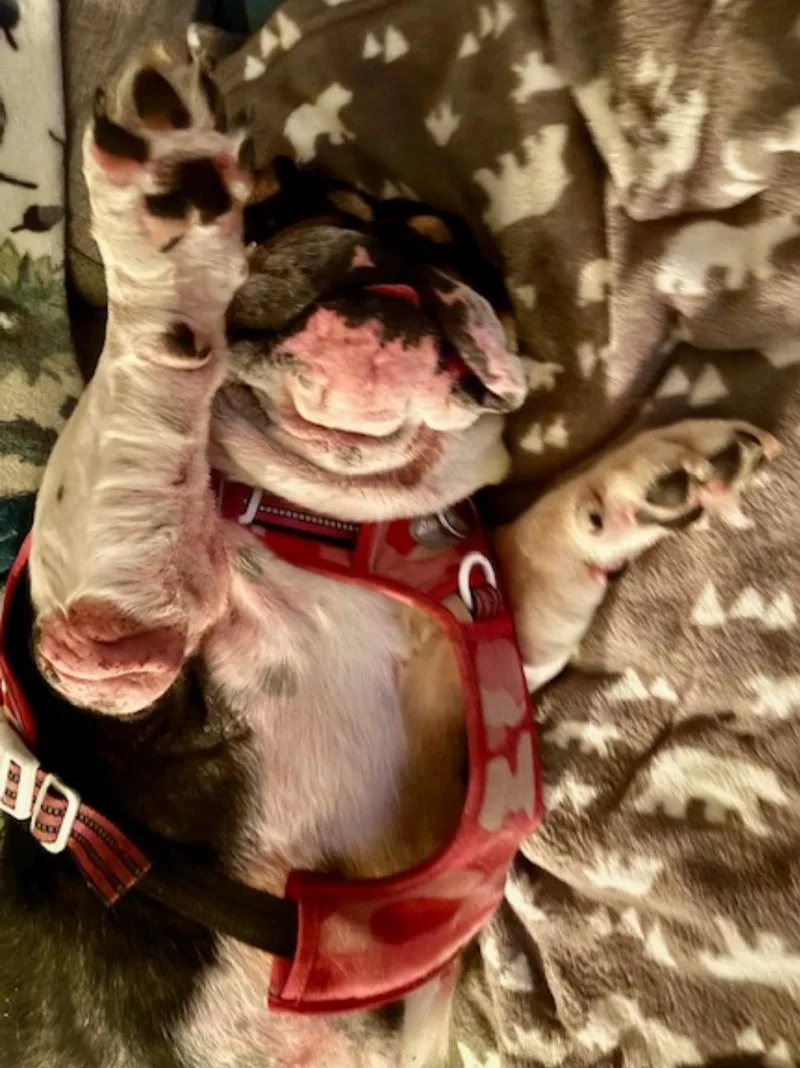 Cleoenglish Bulldog thumbnail 2