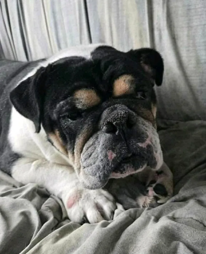 Cleoenglish Bulldog