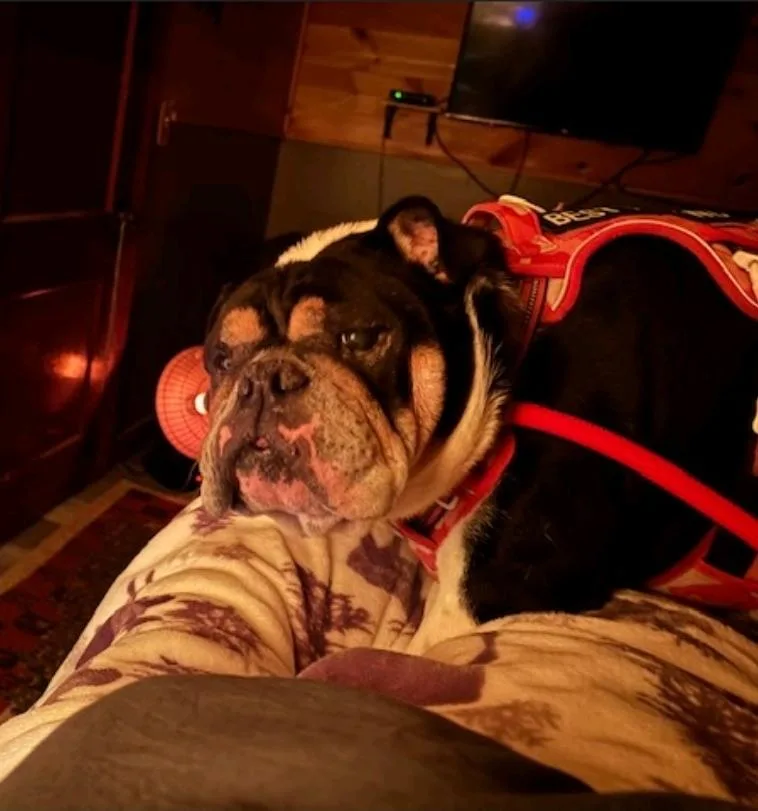 Cleoenglish Bulldog thumbnail 3