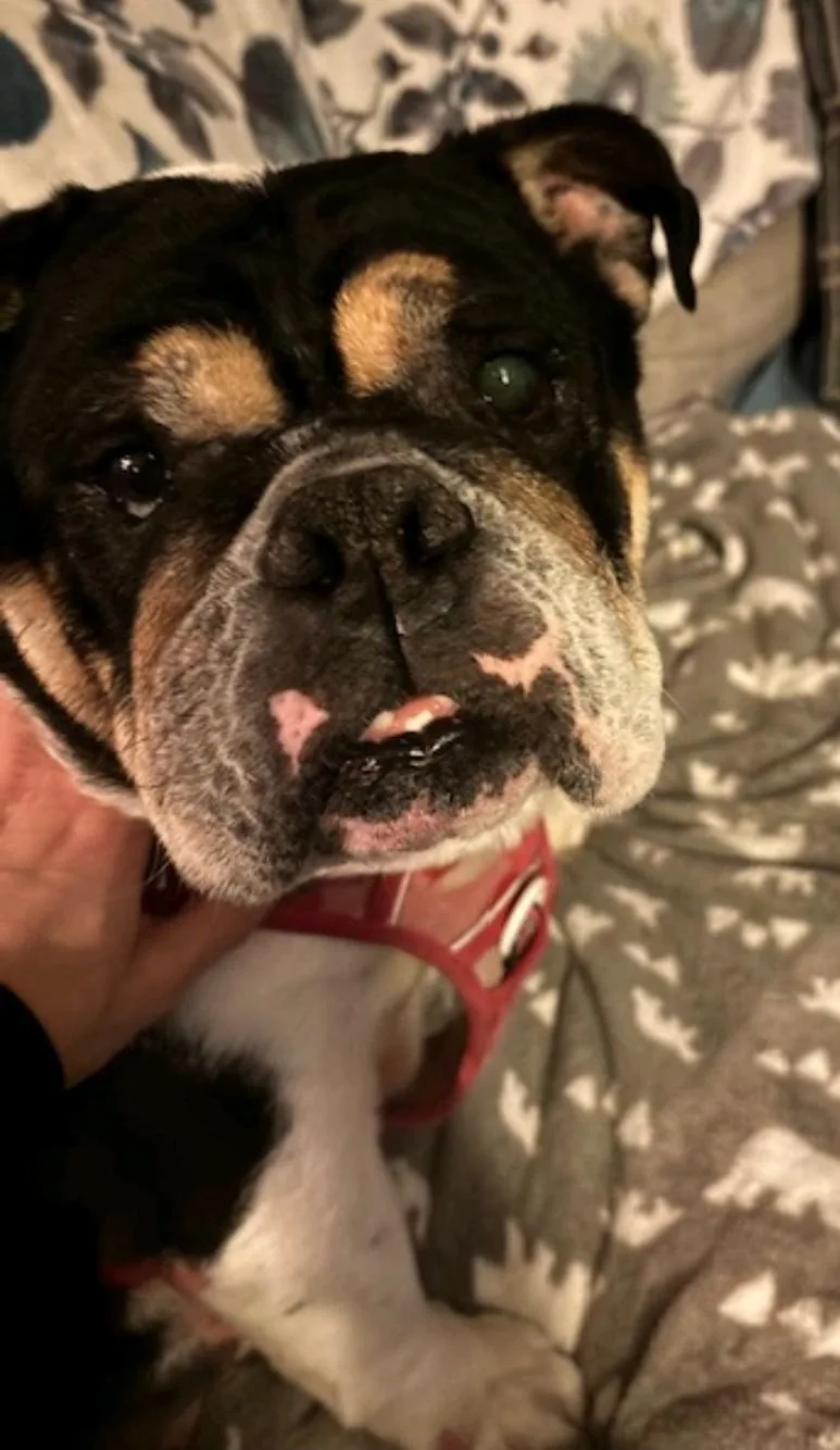 Cleoenglish Bulldog thumbnail 4