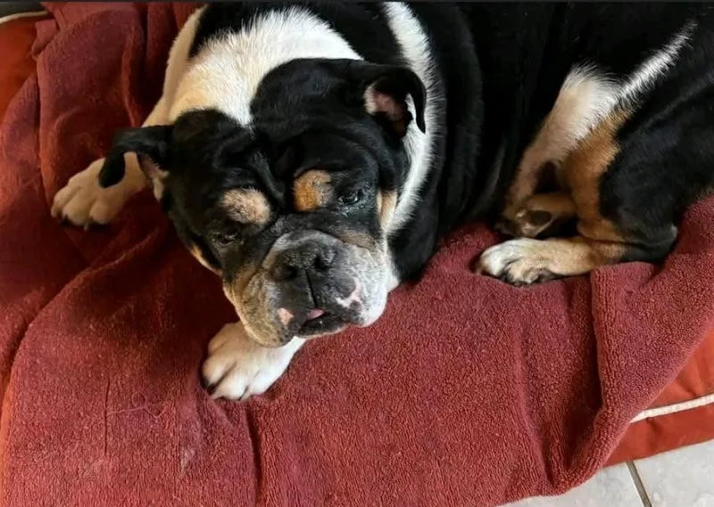 Cleoenglish Bulldog thumbnail 5