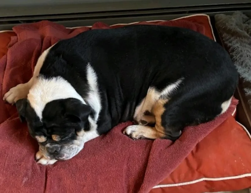 Cleoenglish Bulldog thumbnail 6