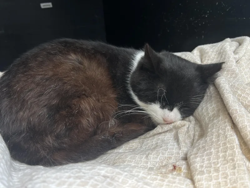 Roosevelt thumbnail 2