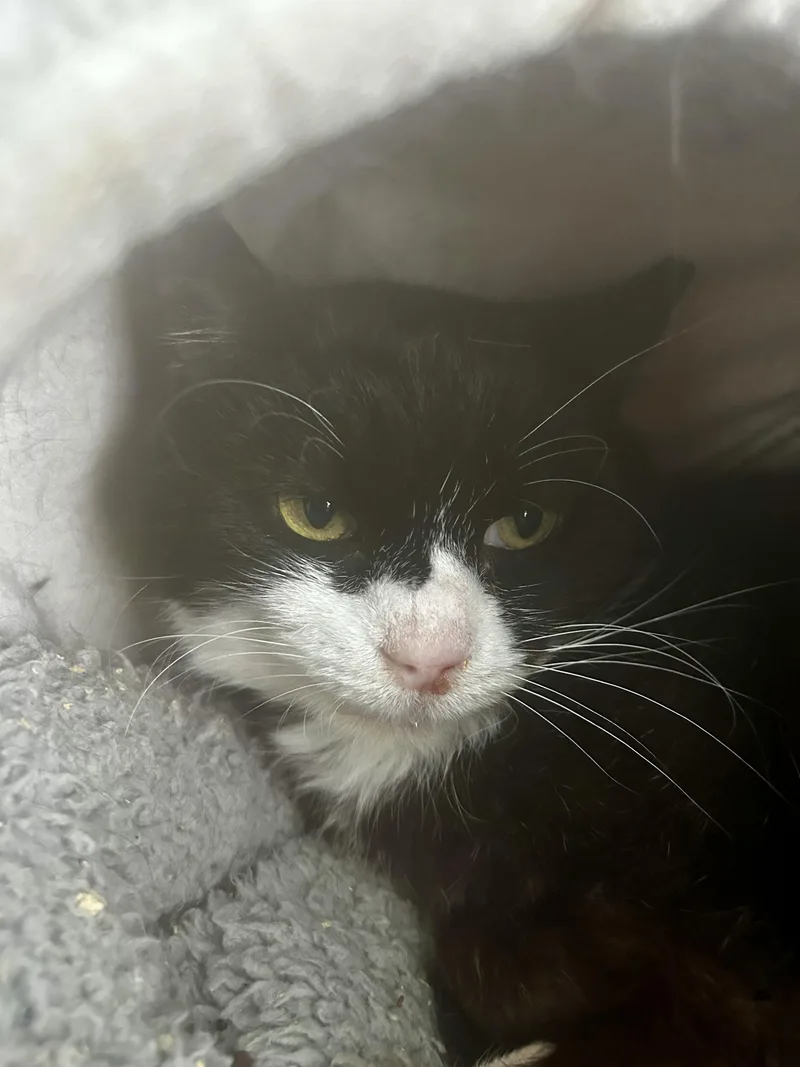 Roosevelt thumbnail 3