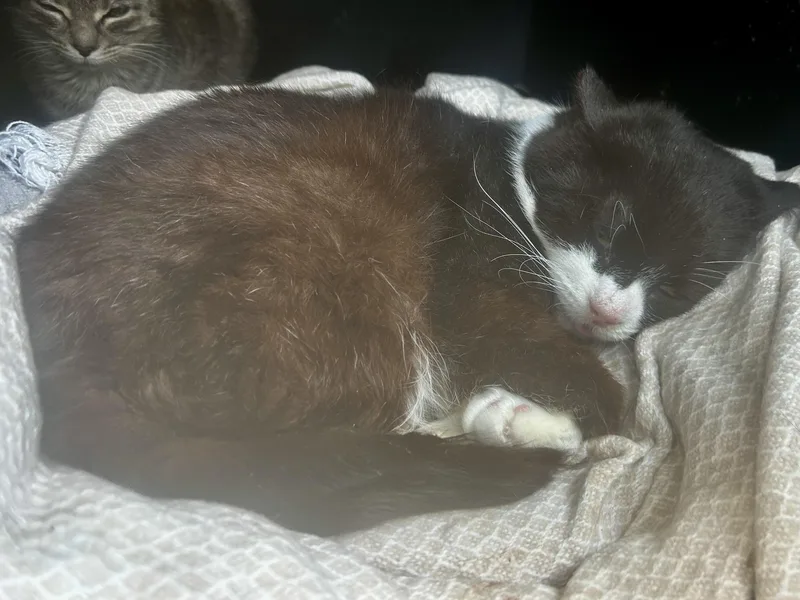 Roosevelt thumbnail 4