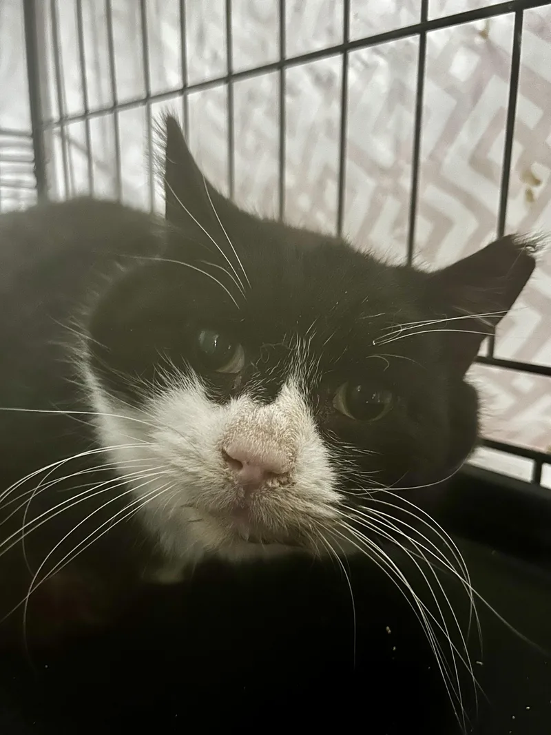 Roosevelt thumbnail 5