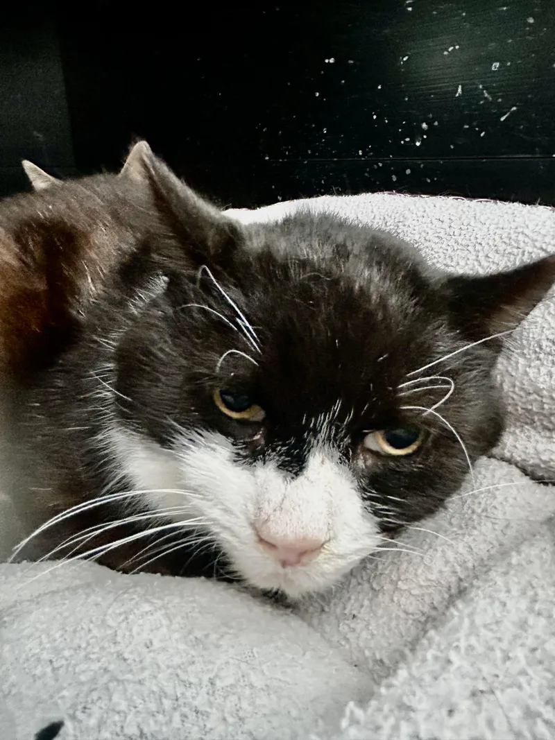 Roosevelt thumbnail 6