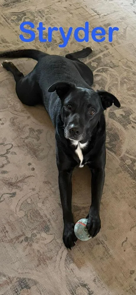 Stryder